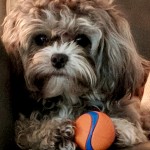 Puppies For Sale - Anabelle 428a9c17025b8d03a662c4af790a8939