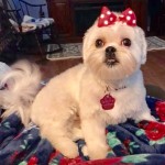 Puppies For Sale - Liberty 9a38260f572e7195f19116b23148fc72