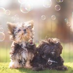 Puppies For Sale - Paisley Grace and Aubrey Rose 63c3e37a2548da973f5d378822d6fd67