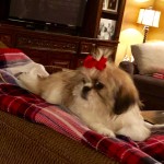 Puppies For Sale - cheryl testimonial 6aa51d04071046899ec22586c9569863