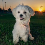 Puppies For Sale - marc eric 5d9a1910b8aea602e363d8e26f43b4d3