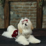 Puppies For Sale - piper testimonial 0cf72f66328f1a14817e63c393d3c351