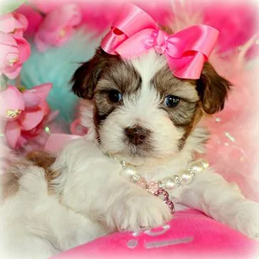 Bichon Mixes puppy