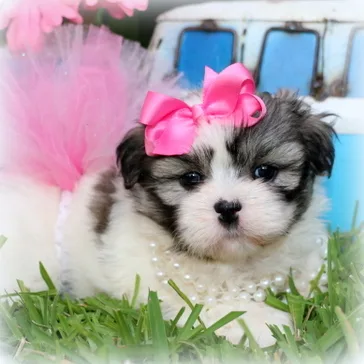 Mal-Shih puppy