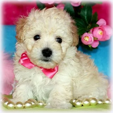 Malti-Poo puppy