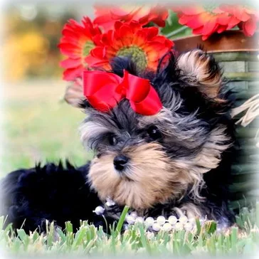 Morkie puppy
