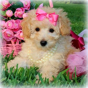 Poodle puppy