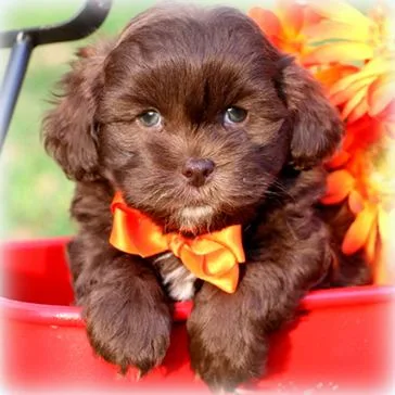 Shih-Poo puppy