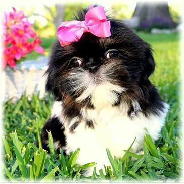 Shih-Tzu puppy