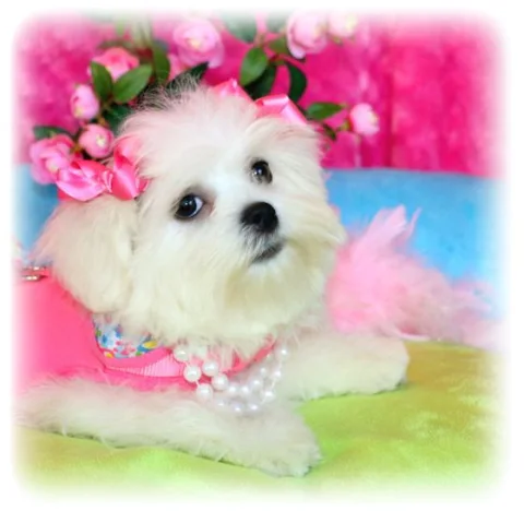 A Princess Puppies maltese puppy