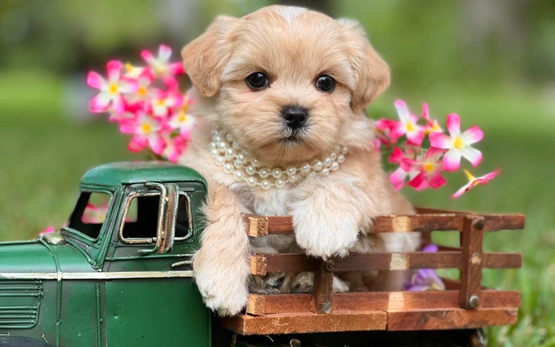 From Feisty to First-Class: The Ultimate Guide to Training Your Puppy for Stress-Free Car Rides