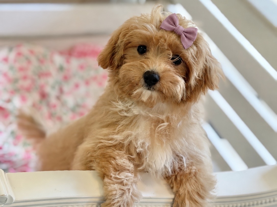 Annie Belle