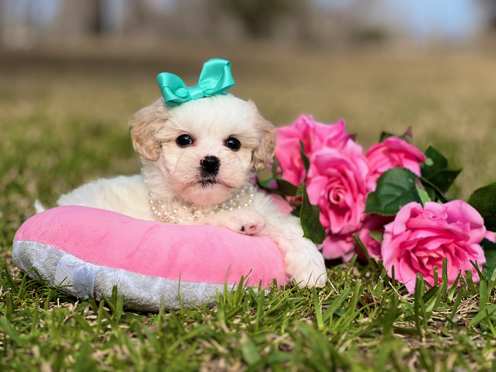 everything-you-need-to-know-about-vaccinating-your-puppy-princess-puppies