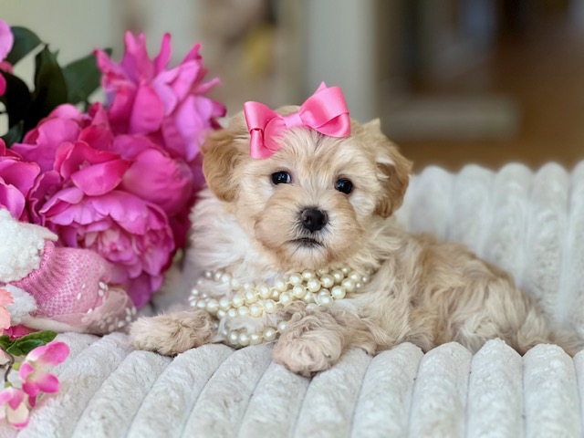 Milly