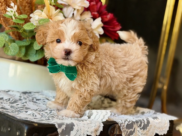 Charlie