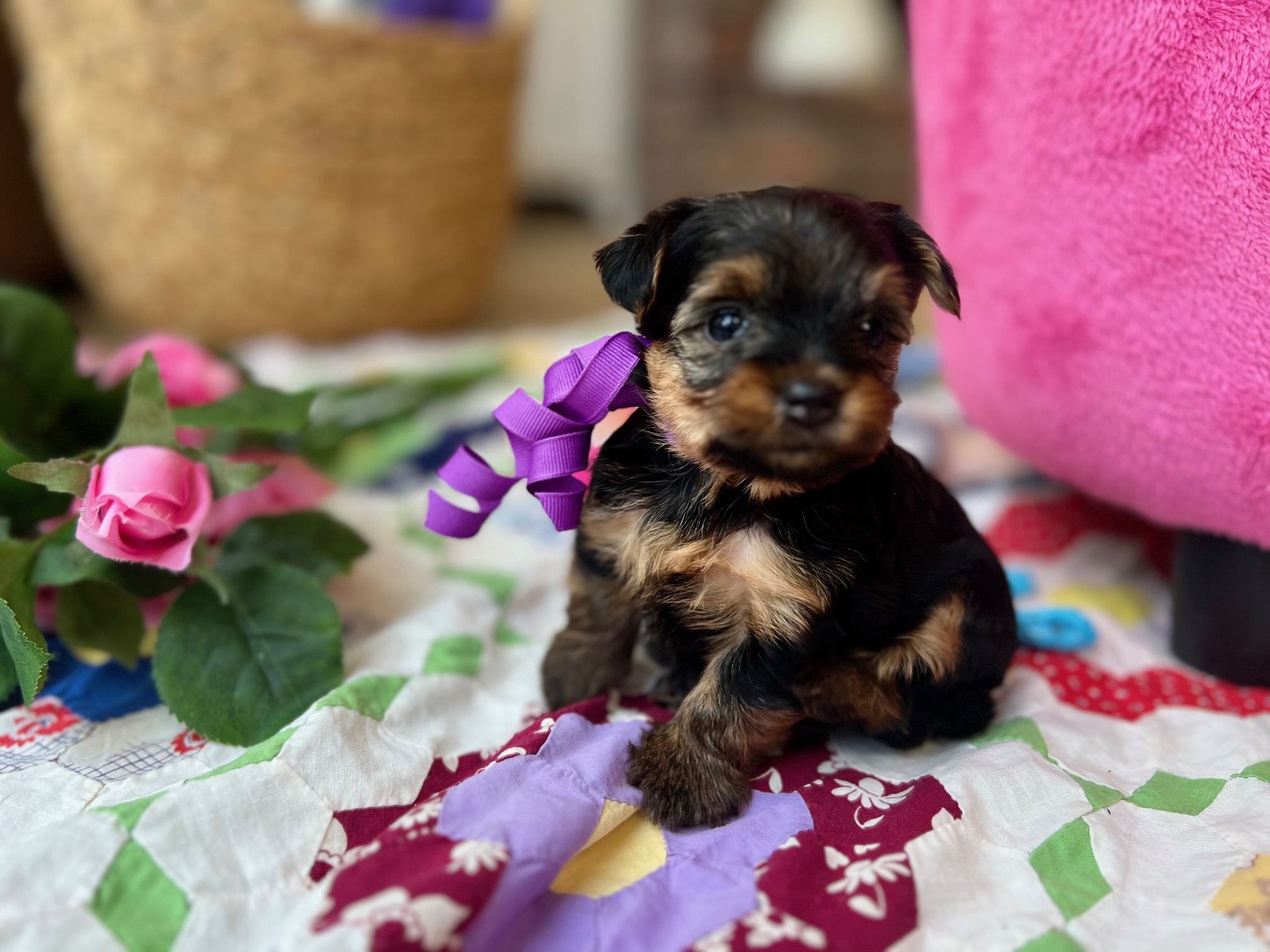 Benji