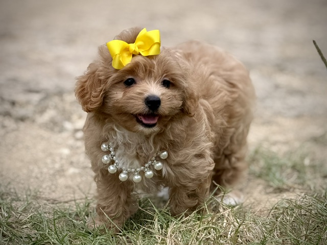 Annie Belle