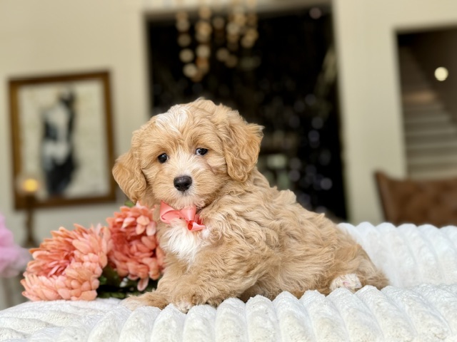 Teddy