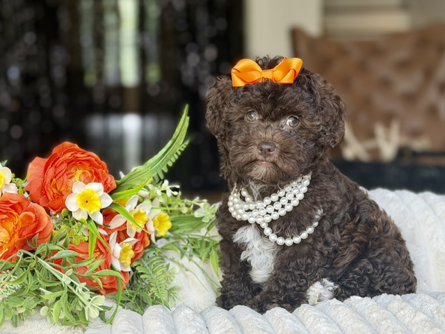 Cocoa