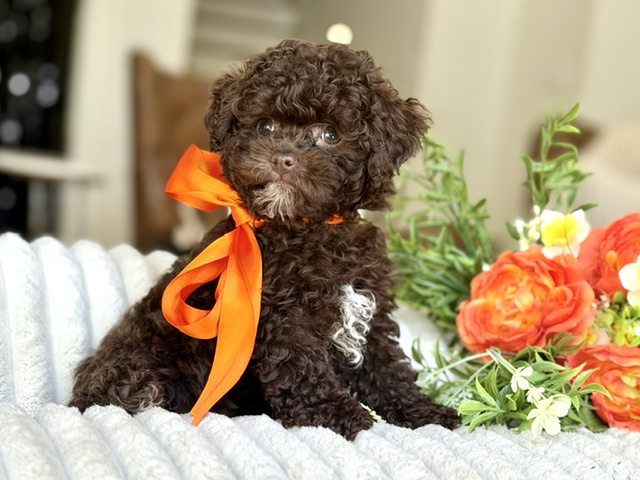 Truffle