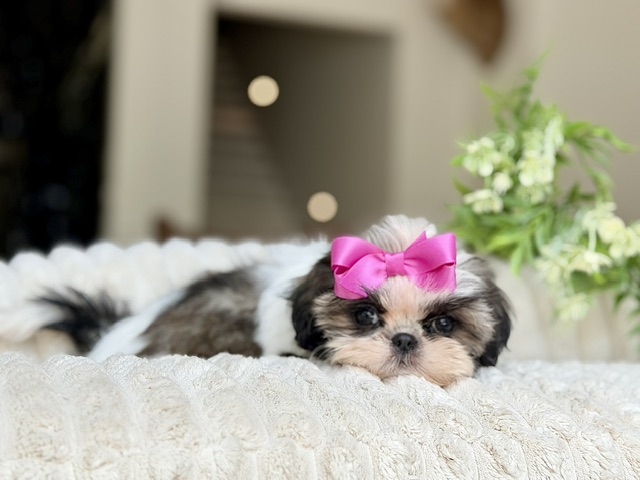 Petite Posie
