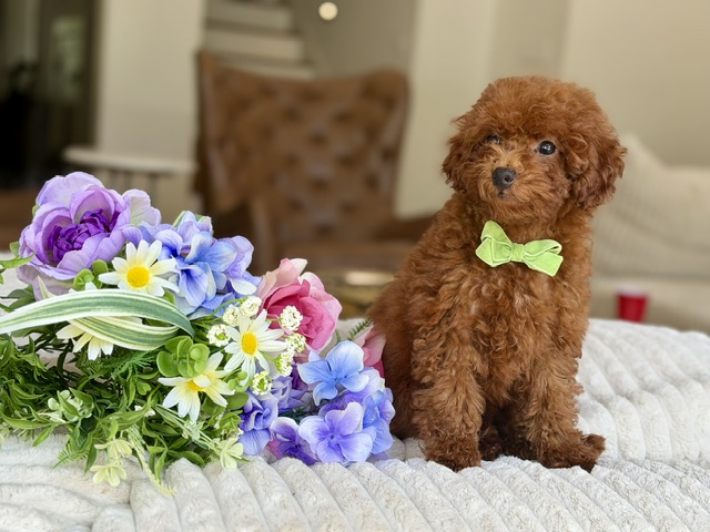 Charlie