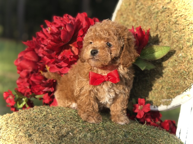 Theodore