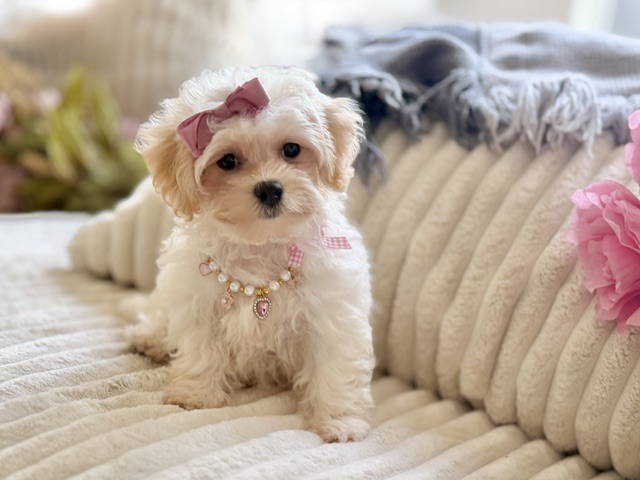 Bella Rose