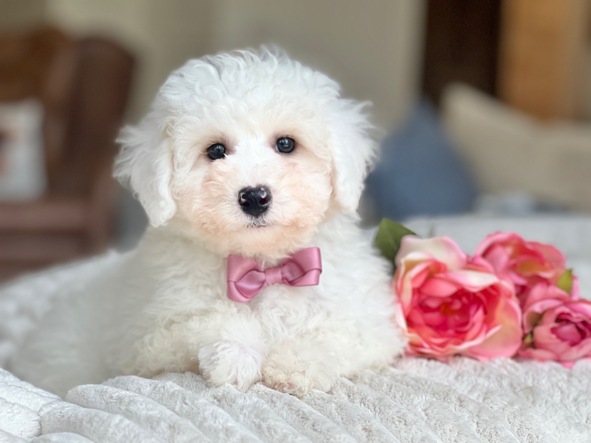 Bichon frise for store sale in louisiana