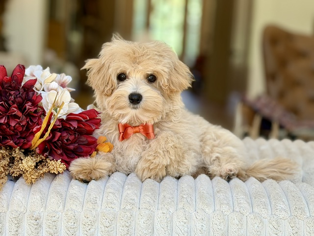 Cooper