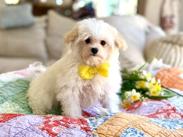 Tucker