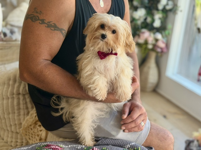 Simon