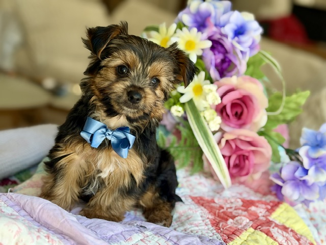 Tucker