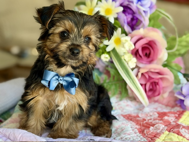 Toby
