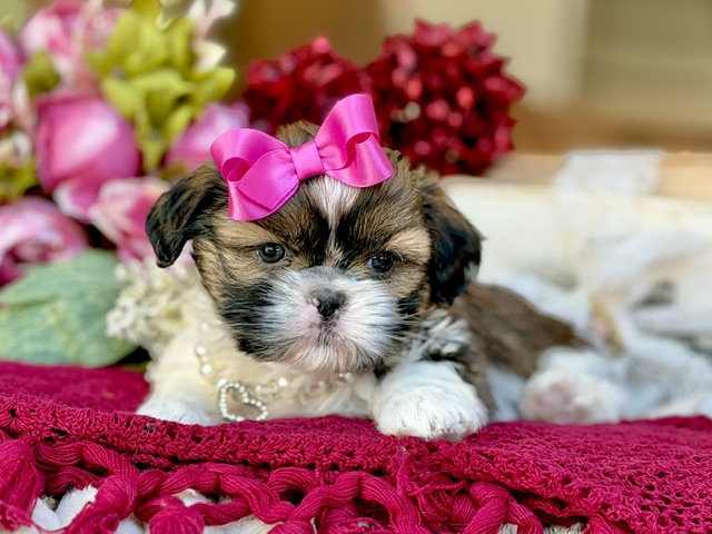 Willow