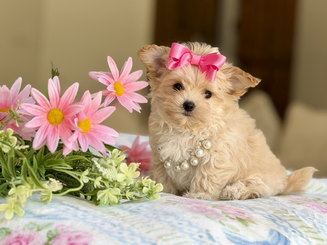 Petite Pixie