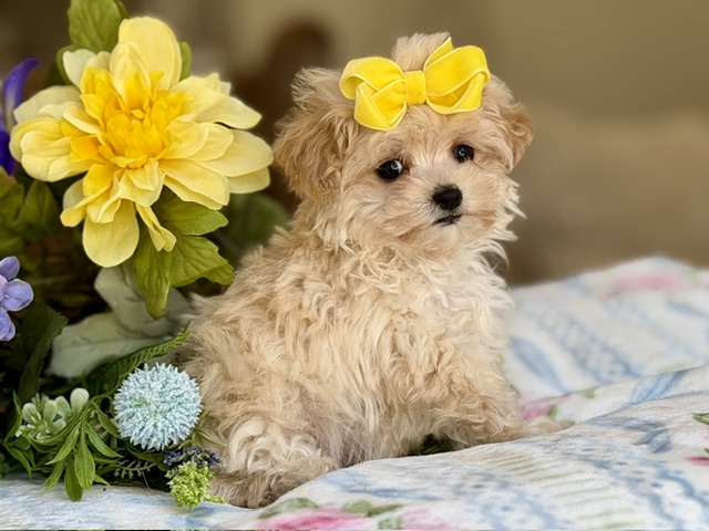 Sweet Bella