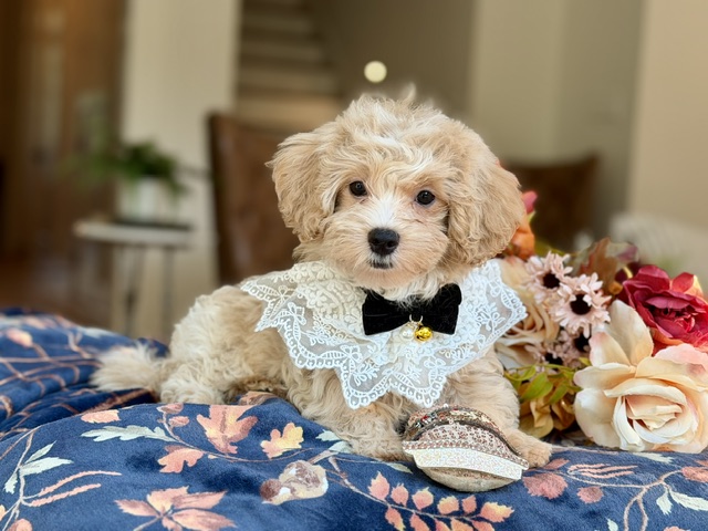 Biscuit
