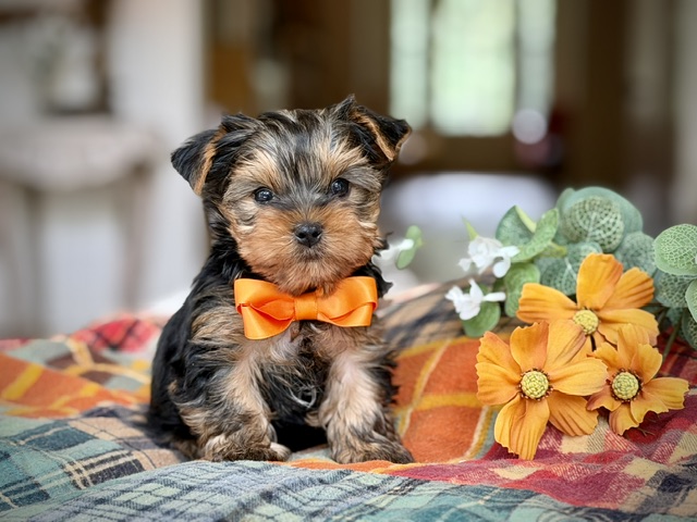 Milo