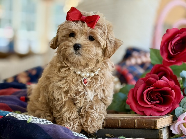Penelope