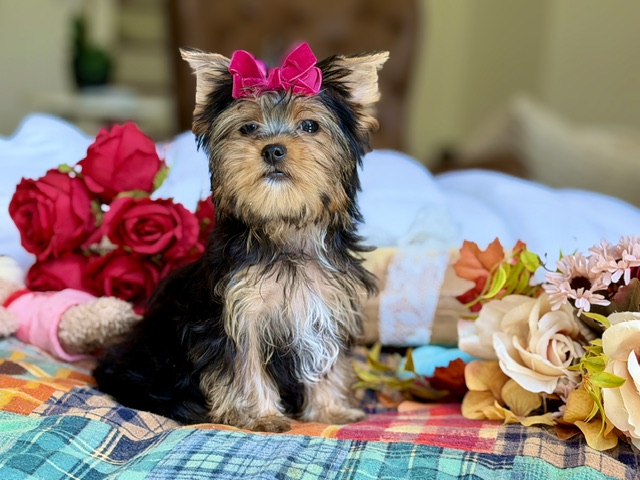 Bella Rose