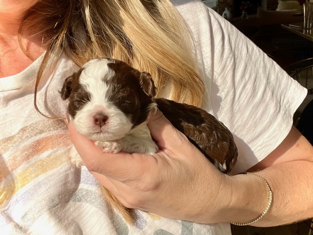 Cocoa