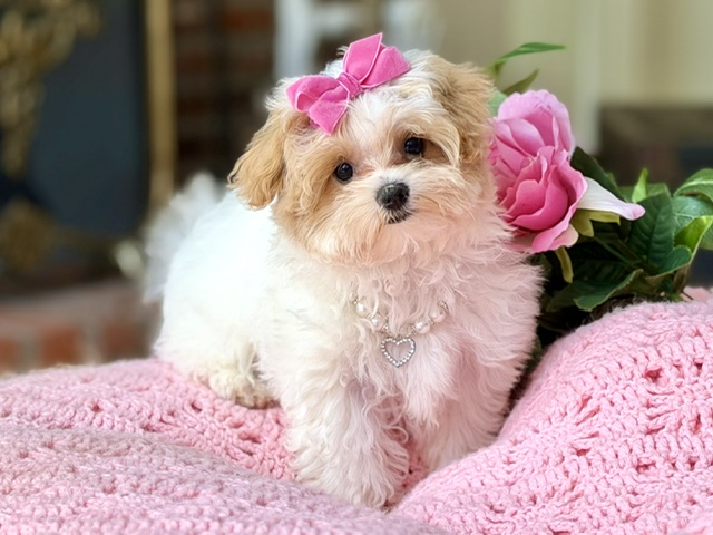 Tilley Mae