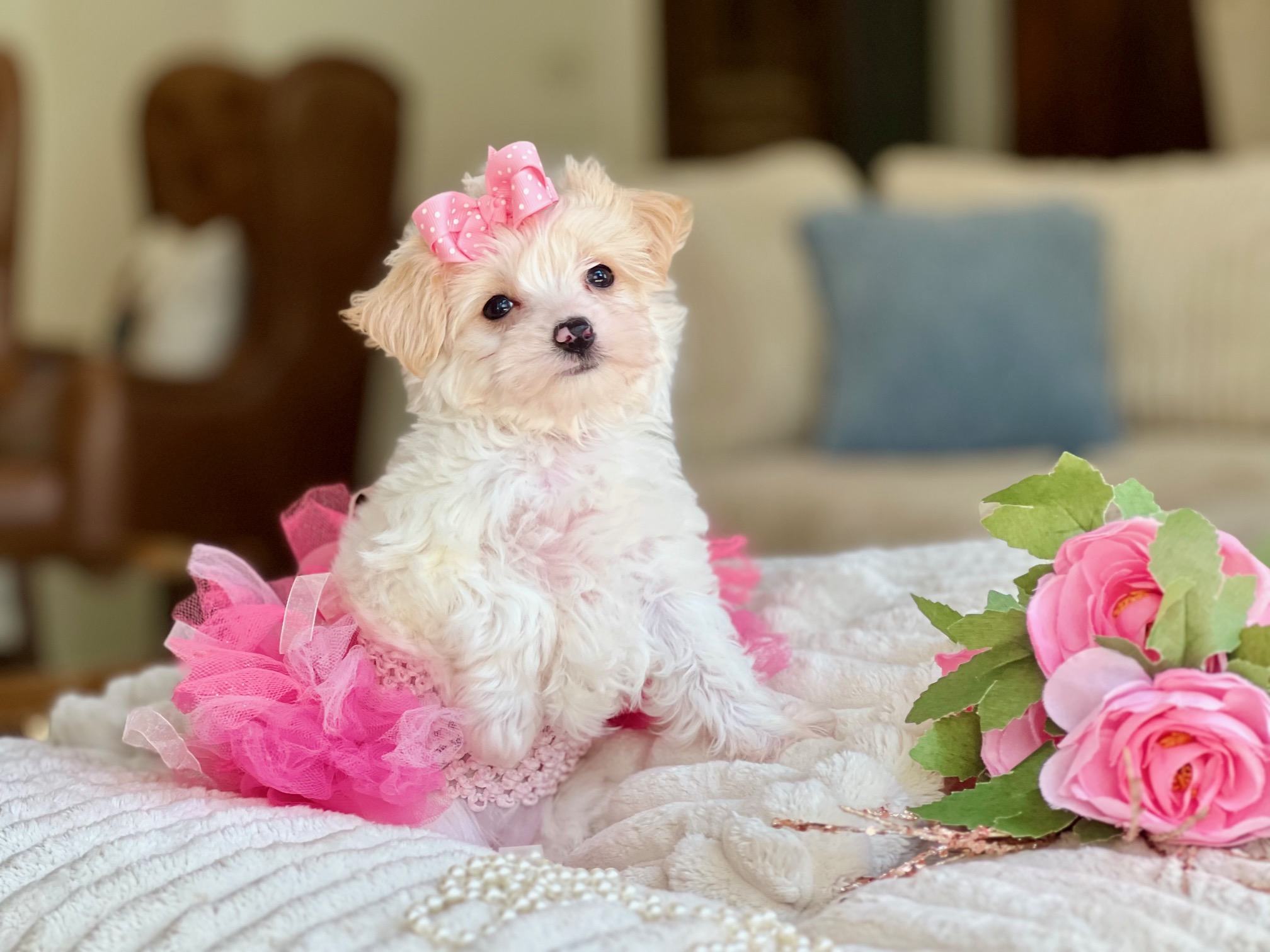 Puppies Who Brunch