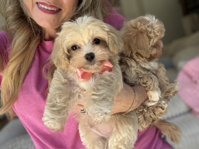 Biscotti
