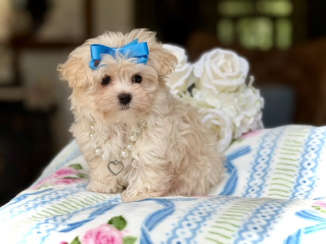 Sweet Gracie