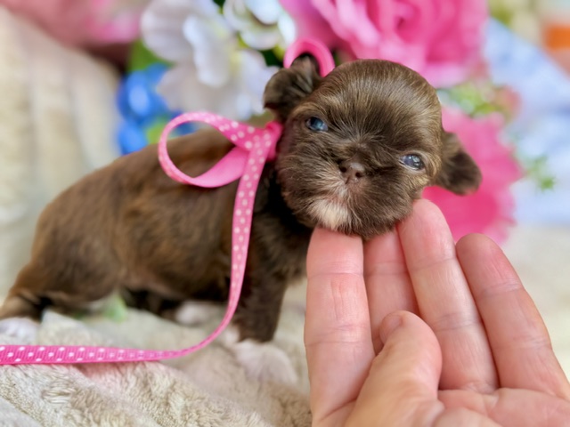 Bitty Boy