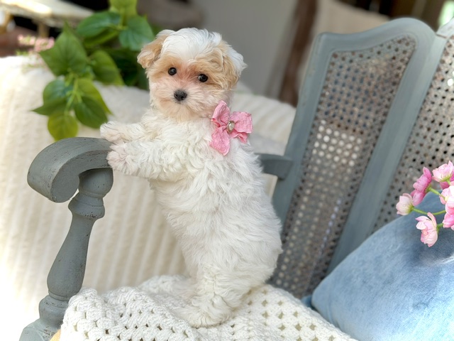 Izzy Belle