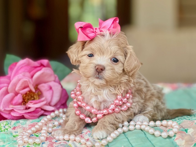 Pippa