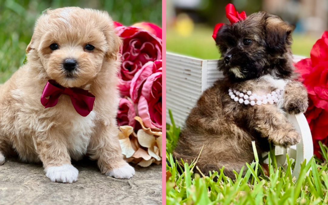 10 Different Breeds of Puppies and Their Traits